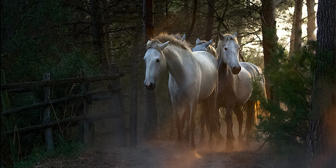 Wild in France. Courtesy of Flower + Hewes