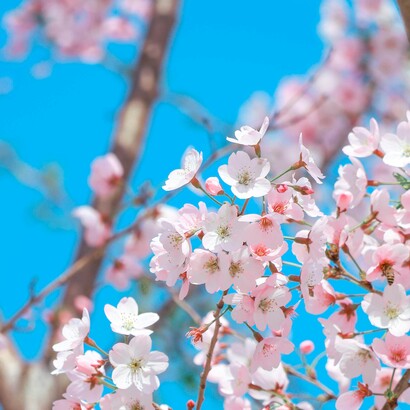 Se c’è una cosa che nessuna malattia del non ricordo può cancellare è la pienezza di quegli ulivi rigogliosi e scultorei e solenni