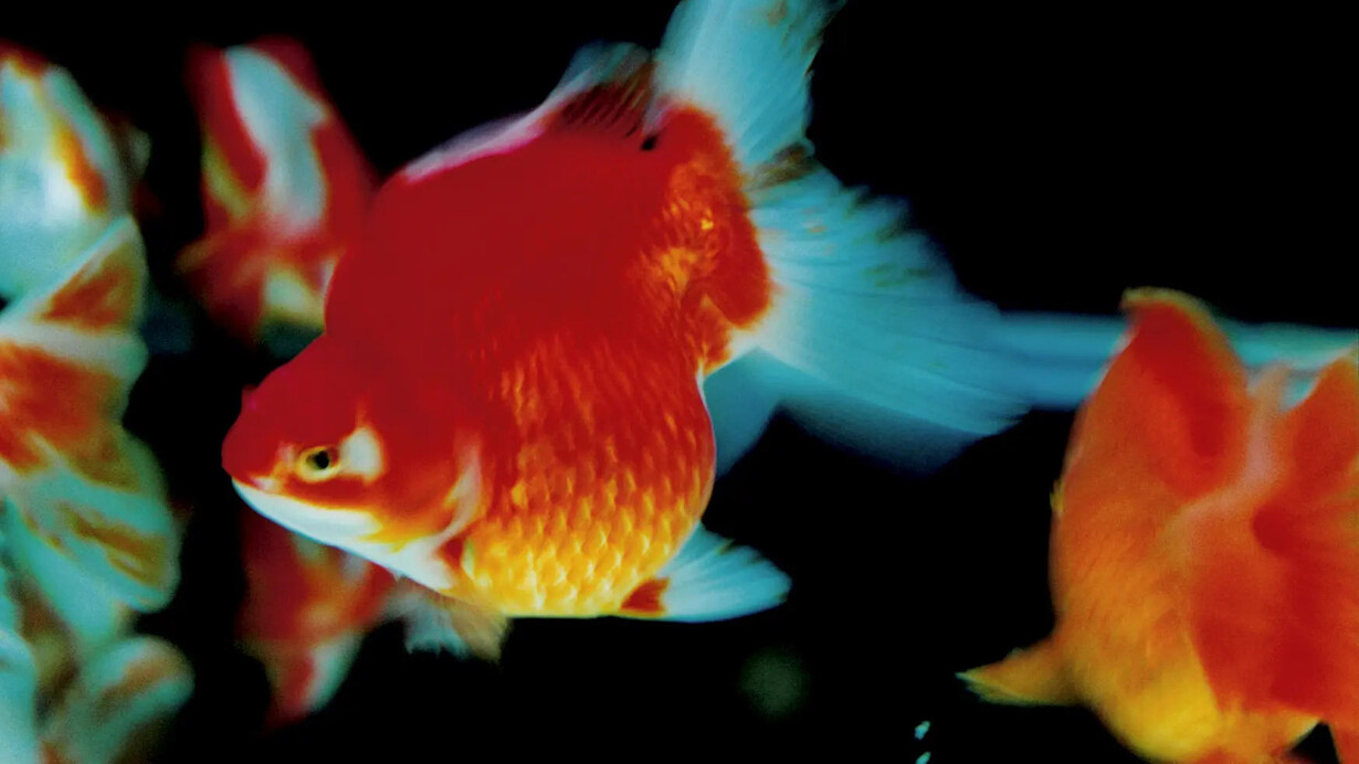 Ninagawa Mika, Untitled, 2003; from the series Liquid dreams. Courtesy of the Photographers' Gallery