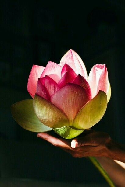 Una mano que sostiene una flor de loto, un símbolo de conciencia y despertar
