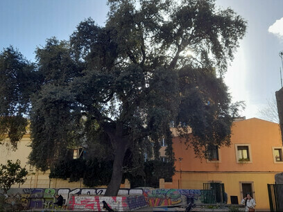 Fotografía de Oscar Farrerons. El ayuntamiento de Barcelona incorporó nuestra encina protagonista al catálogo de árboles de interés municipal, Barcelona, España