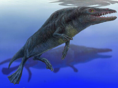 Maiacetus innus