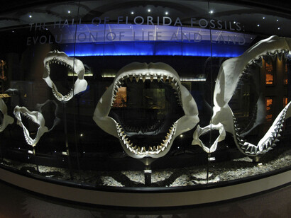 Florida Fossils. Courtesy of Florida Museum of Natural History