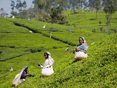 Mujeres recolectoras de té