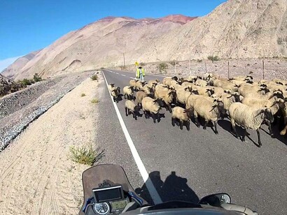 Ovejas en la subida hacia Agua Negra