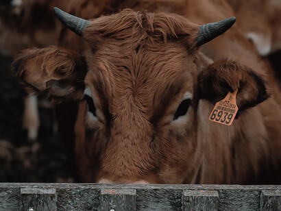 A brown cow grazing on an idyllic animal farm