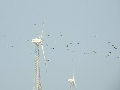 Em meio às turbinas, o voo das aves revela como a infraestrutura energética passa a fazer parte de ambientes utilizados pela fauna. O planejamento dos parques eólicos precisa considerar também os espaços de alimentação, deslocamento e reprodução das espécies