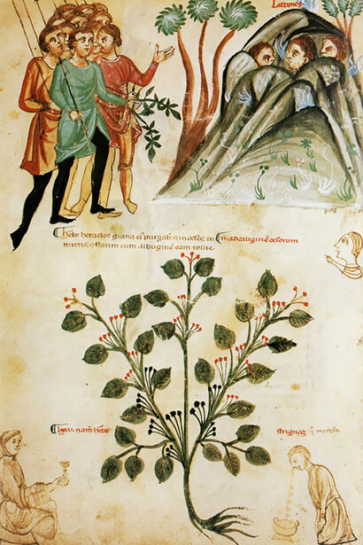 L'erba di Eracle, Codex Medicina Antiqua (Cod. Vindoboniensis 93)