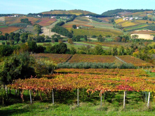 Il Cerasuolo d’Abruzzo è un rosato ottenuto prevalentemente da uve Montepulciano, vinificate con una breve macerazione sulle bucce che conferisce il caratteristico colore cerasuolo. Nella foto vigneti nella Val di Foro che si estende dalla Maiella fino all'Adriatico