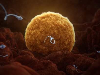 Espermatozoides en su carrera hacia el óvulo