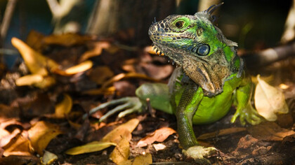 Por eso prefiero la ciudad...