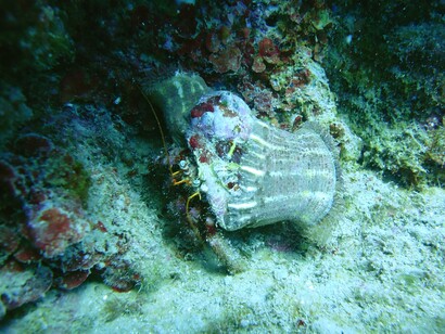 Fondo marino