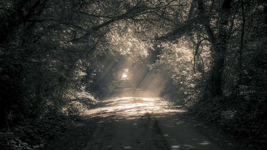 Sunlight shining in the woods on a road not taken might seem unappealing at first but there's a want to see where it leads
