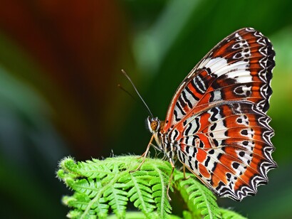 Farfalla