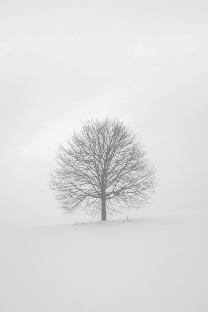 A leafless tree represents human alienation in the absence of individuality