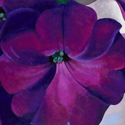 Georgia O'Keeffe, 'Petunias', 1925. Oil on hardboard, 18 x 30 in. (45.7 x 76.2 cm). Museum purchase, gift of the M. H. de Young Family