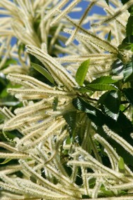 I fiori del castagno sono raccolti in lunghe infiorescenze chiamate amenti, che compaiono tra la fine della primavera e l’inizio dell’estate
