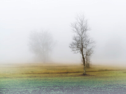 Árboles se van disipando en la densa neblina