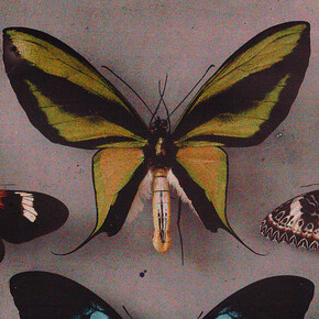 True colors. Color in photography from 1849 to 1955, artwork in exhibition. Courtesy of Albertina Museum