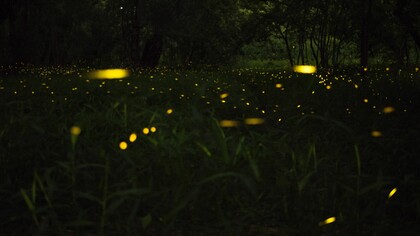 Lucciole. Una notte di giugno caddi come una lucciola sotto un gran pino solitario in una campagna d’olivi saraceni affacciata agli orli d’un altipiano d’argille azzurre sul mare africano (Luigi Pirandello)