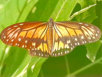Sulawesi es un lugar limpio, de aire puro, sin contaminación ni residuos, perfectamente preservado, Indonesia
