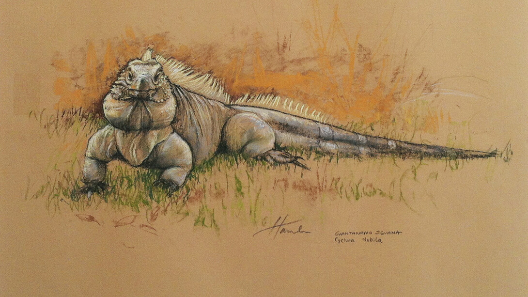 David Birkin, Cyclura Nubila, 2014