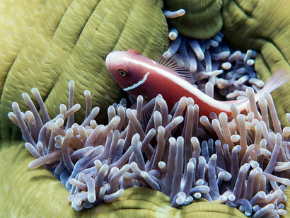 Anemonefish, ph. Aditya Havelia