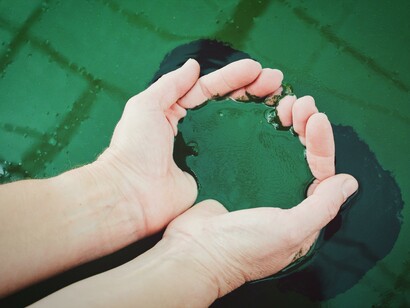 Spirulina tem atividades antitumorais e anti-metastáticas