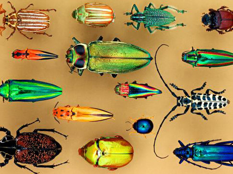 Objects of Wonder. Courtesy of Smithsonian's National Museum of Natural History