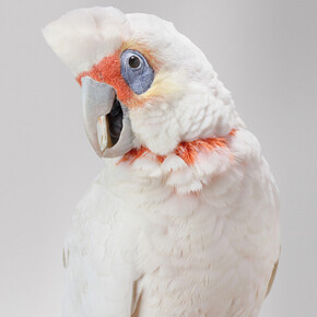 Leila Jeffreys 'Bob' Long-Billed Corella, 2012, Photograph on archival fibre based cotton rag paper, Ed 6, 140 x 111 cm or Ed. 50 91 x 72 cm