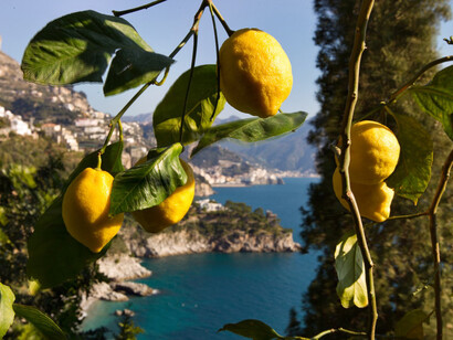 Limoni di Sorrento