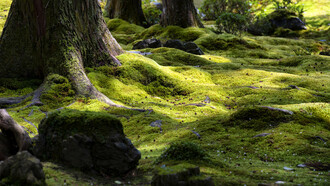 Musgo y liquen creciendo entre los árboles
