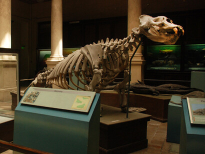 Zoología Vertebrados. Courtesy of Museo de La Plata