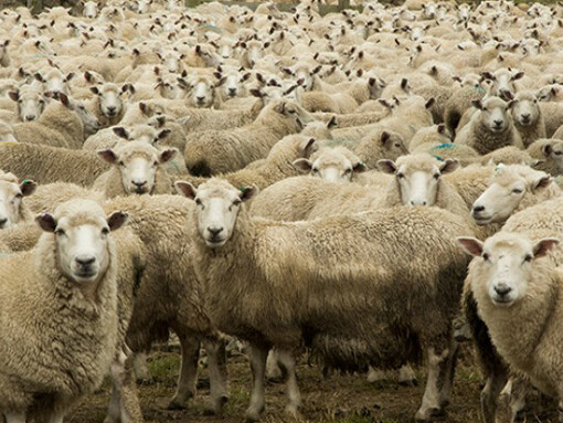 Il reato di abigeato