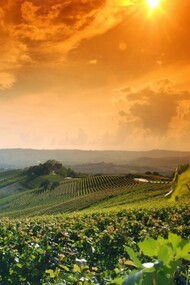 Vista di un vigneto al tramonto