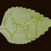 Dolinsky Hangarter Leaf