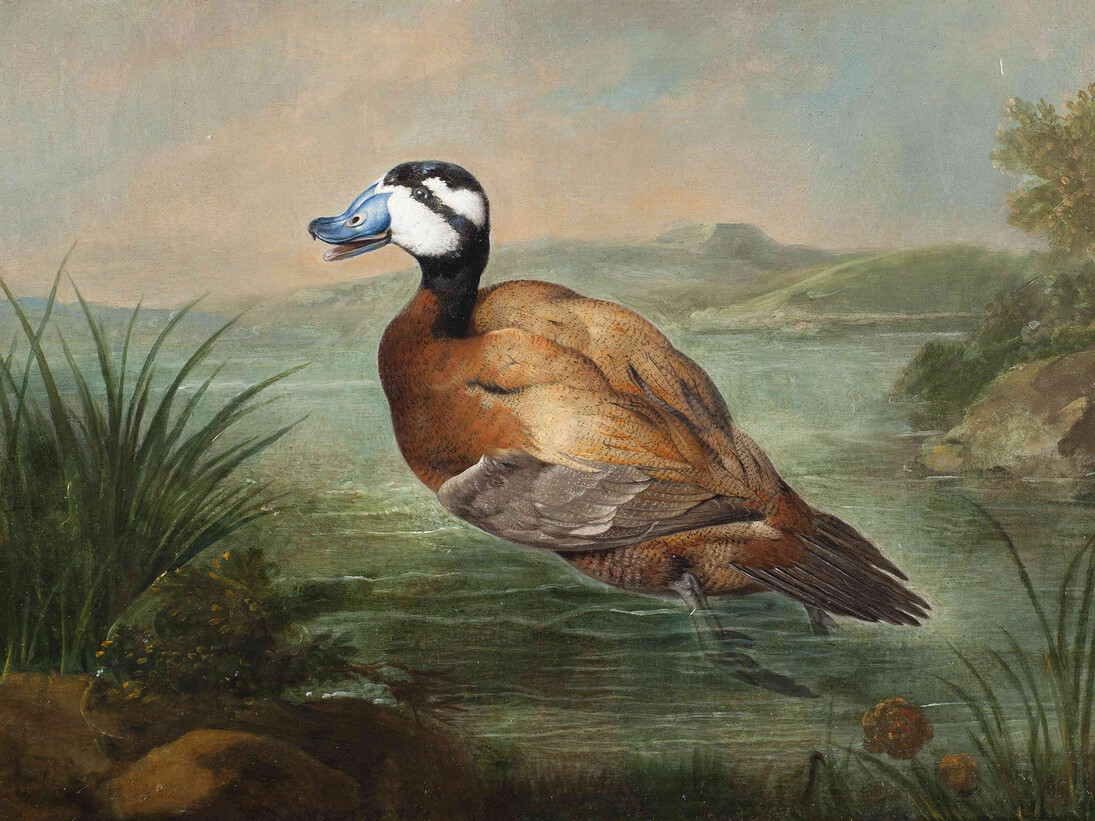 Philipp Ferdinand de Hamilton, A Ruddy Duck