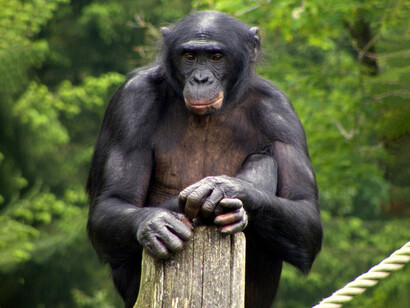 Il bonobo (Pan paniscus)