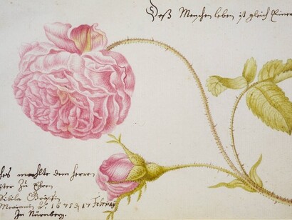 Maria Sibylla Merian. Scheda Pedigree con Rose, 1675