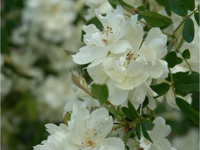 Rosa banksiae var. purezza di Mansuino 