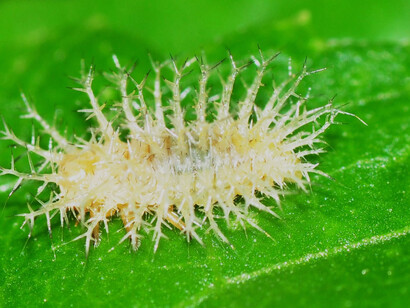 La naturaleza en Sulawesi está intacta, los agricultores Bugis locales nos dijeron que nunca habían visto una persona occidental, Indonesia