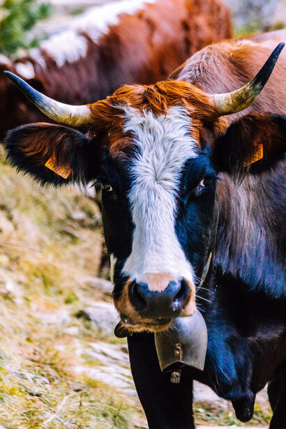 Boeuf sans un pré : en consommant de l’herbe, il en extrait des molécules organiques vivantes pour en faire les matériaux de ses propres tissus