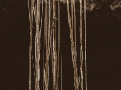 Largas, profundas raíces