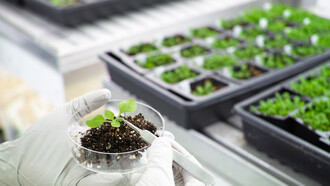 Analisi genetiche sulle piante