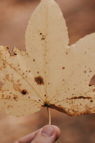Autunno