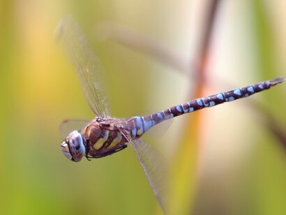 Migrant Hawker London Wetland © Gehan de Silva Wijeyeratne