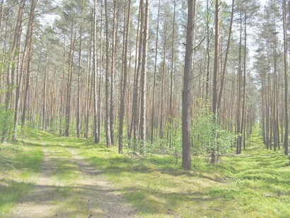 Pensamentos determinam nossa frequência