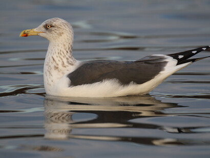 Lessser Black-backed Gull adult winter © Gehan de Silva Wijeyeratne