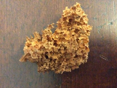 Una spugna. Secondo gli autori di questo studio, la specie Helicolocellus cantori è una spugna primitiva senza spicole biomineralizzate