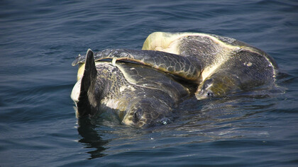 Olive Ridley turtles mating, off east India's coast - their right to thrive has to be protected © Ashish Kothari